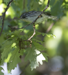 Blackpoll Warbler 6731